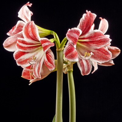 Amaryllis