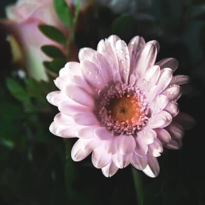 Gerbera