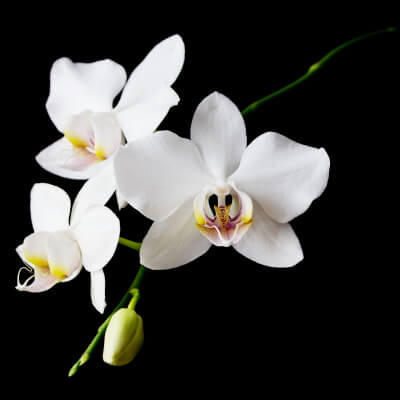 Orchidee