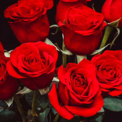 Islam rote rose bedeutung Blumen in